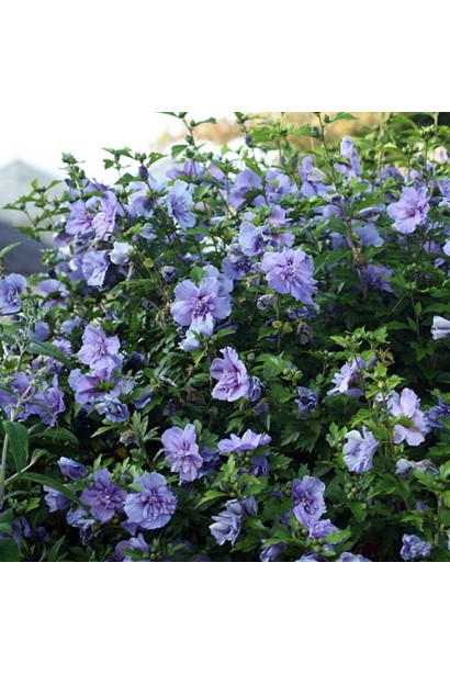 Гібіскус блакитний